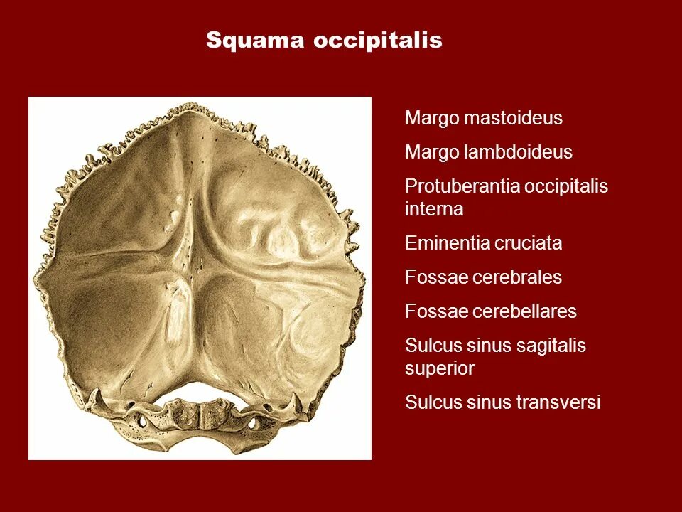 Sulcus sinus латынь