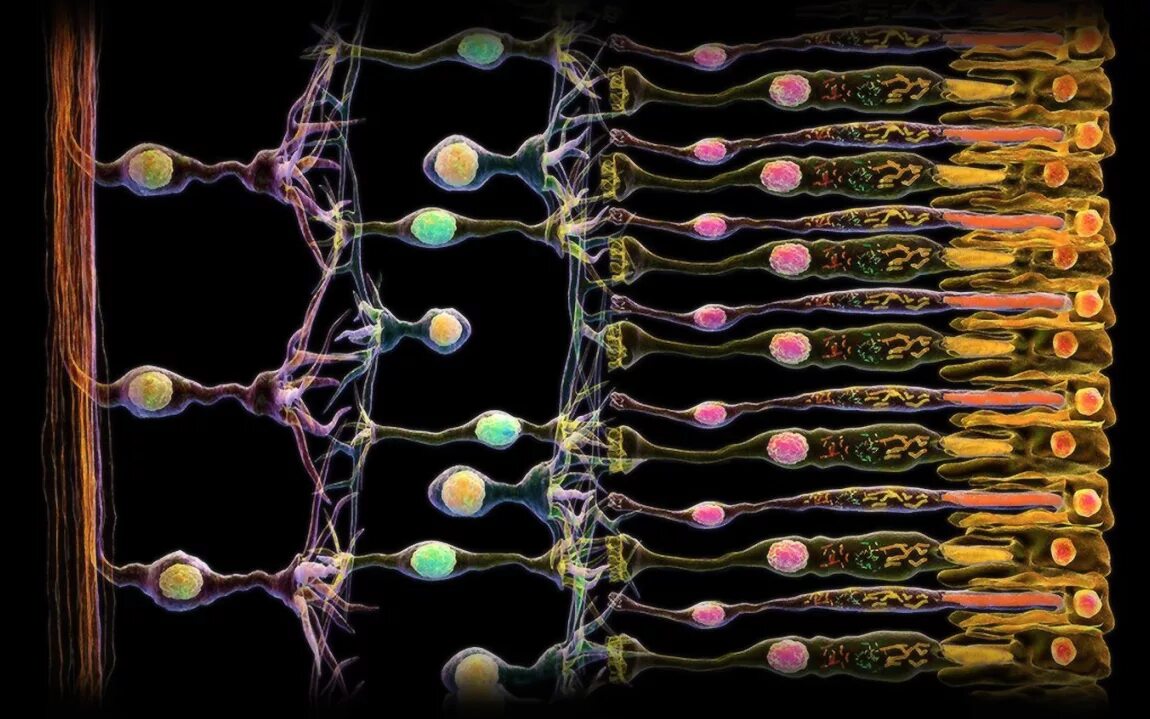 Глаза биологи. Палочки и колбочки сетчатки. Фоторецепторные клетки сетчатки. Глиальные клетки сетчатки. Клетки Мюллера сетчатка.