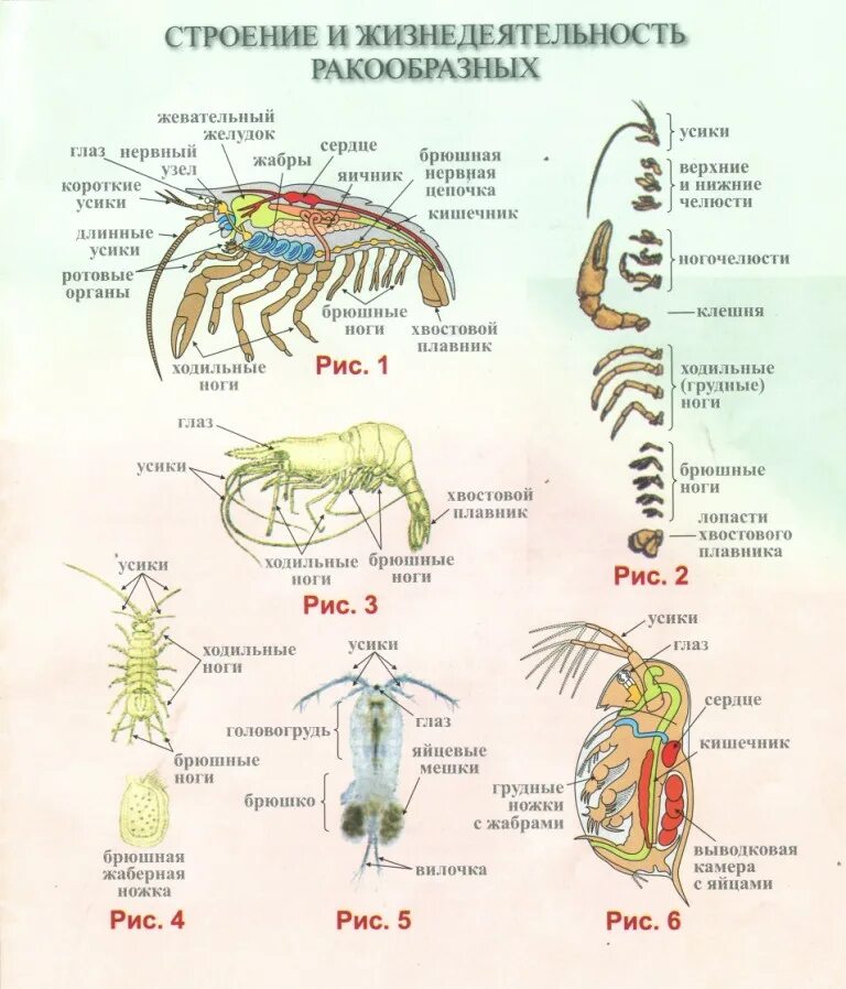 Схема ракообразного. Внутреннее строение креветки биология. Лабораторная работа по ракообразным 7 класс. Биология 7 класс ракообразные схема. Внутреннее строение креветки биология 7 класс.