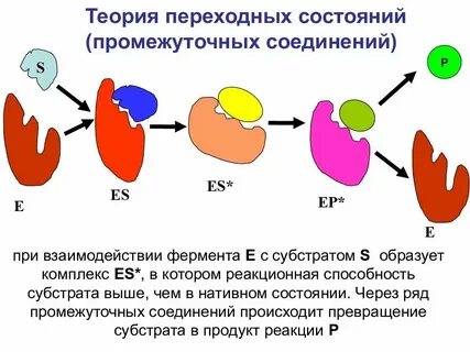 Ферментативную запасающую энергетическую