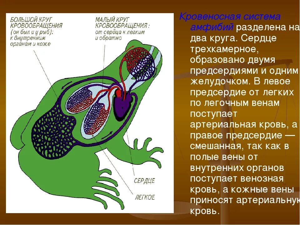 Два круга кровообращения появились. Круги кровообращения земноводных схема. большой круг кровообращения к амфибий. трехкамерное сердце. тип кровеносной системы у земноводных.