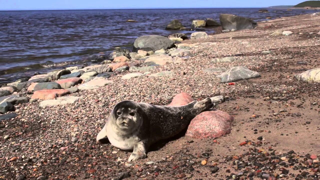 Белое море тюлени. Нерпы в финском заливе. балтийская кольчатая нерпа. кольчатая нерпа в белом море. морские котики в финском заливе.