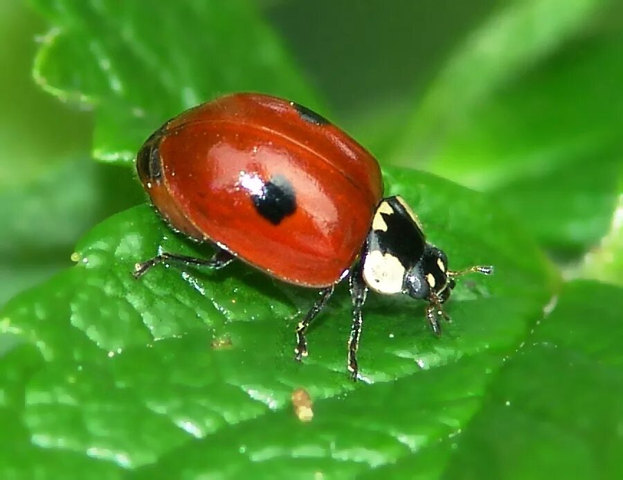 Похожая на божью коровку. Божьей коровки Adalia bipunctata. Коровка двухточечная (Adalia bipunctata). Семиточечная Божья коровка личинка. Божья коровка двухточечная черная.