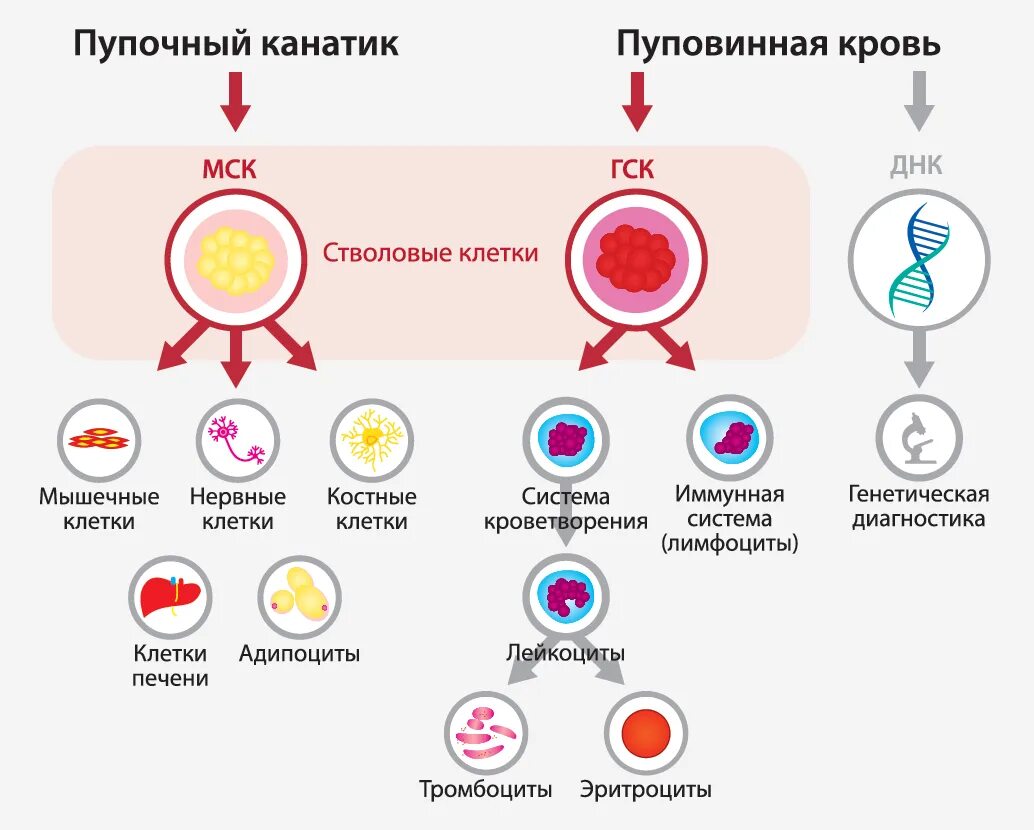 Сколько стволовых клеток. Гемопоэтические стволовые клетки. Стадии развития стволовых клеток. Мезенхимальные стромальные стволовые клетки. Полипотентные стволовые клетки.