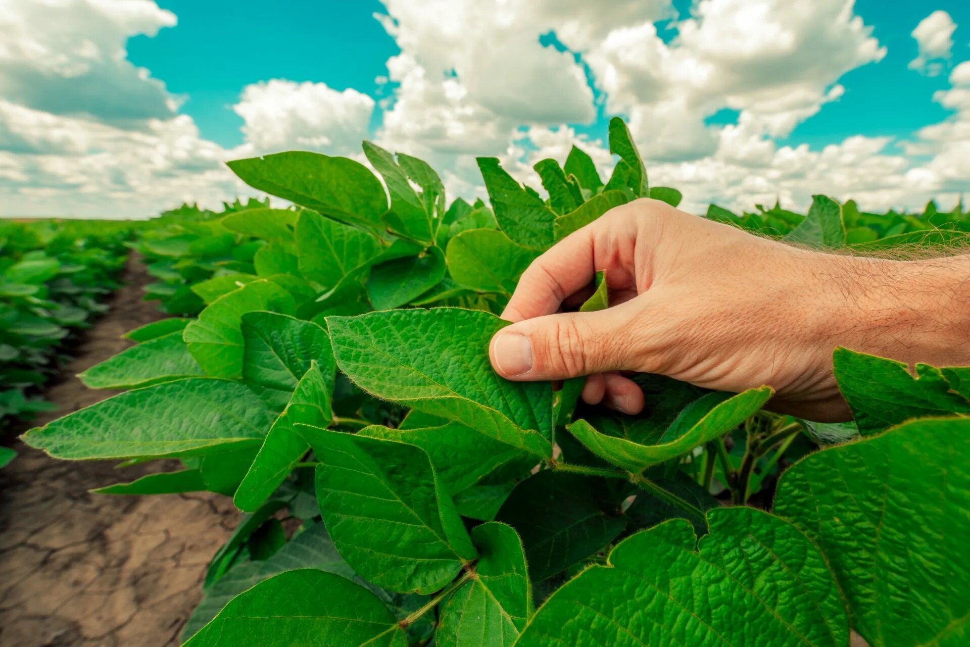 Plant protection