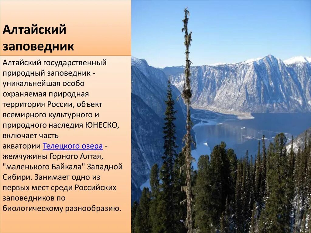 Телецкое озеро природное наследие. Алтайский заповедник. Заповедники России Алтайский заповедник. Уникальности Алтайского заповедника. Доклад природное наследие