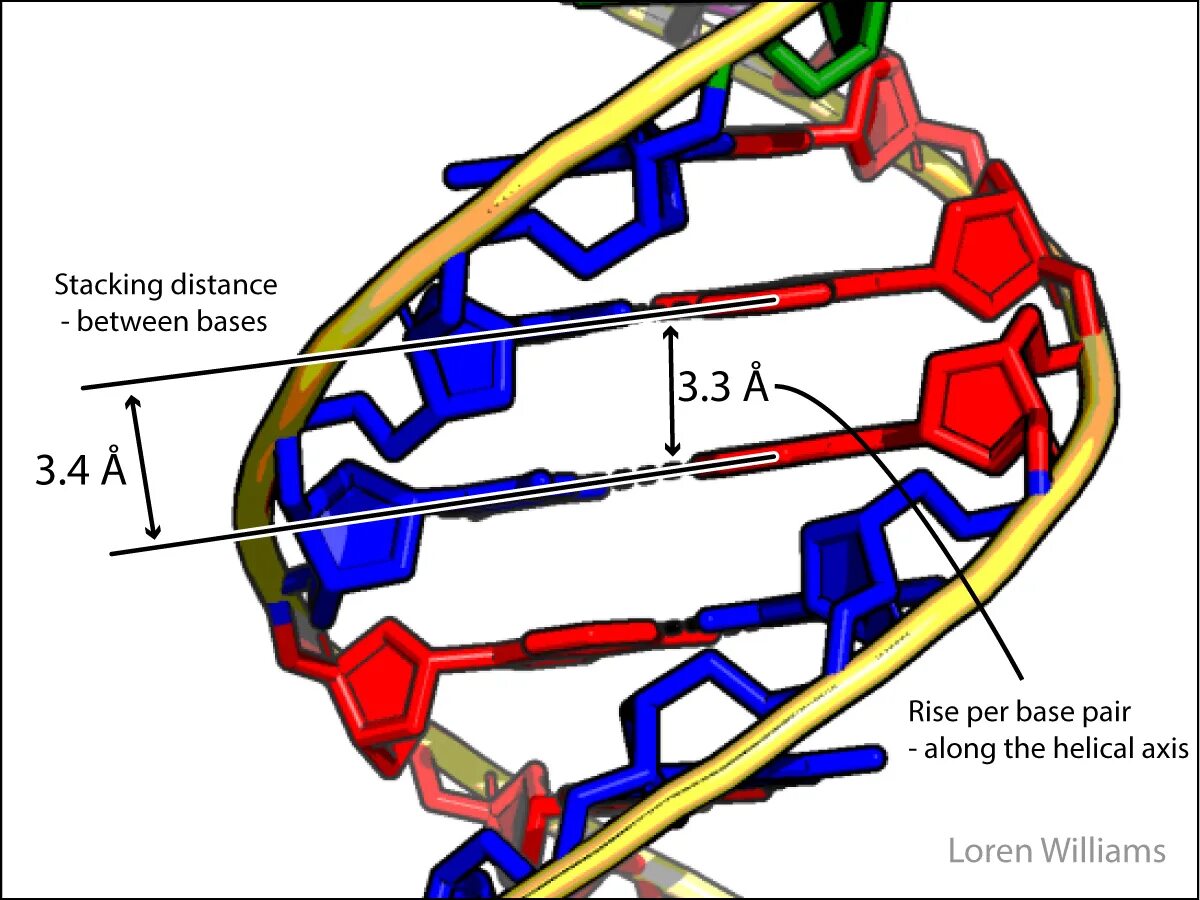 Base stack. Стэкинг днк. стэкинг взаимодействия в днк. base stacking of dna. base stacking.