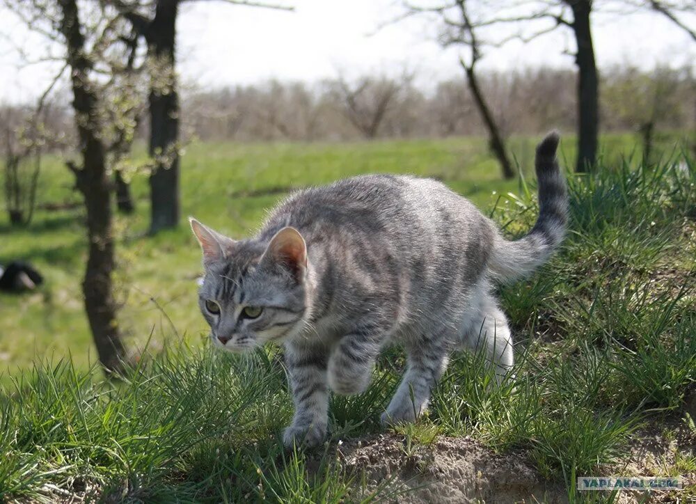 Лучшая кошка охотник. Кошка охотится. кошка крадется. кот охотник. кошка охотница.