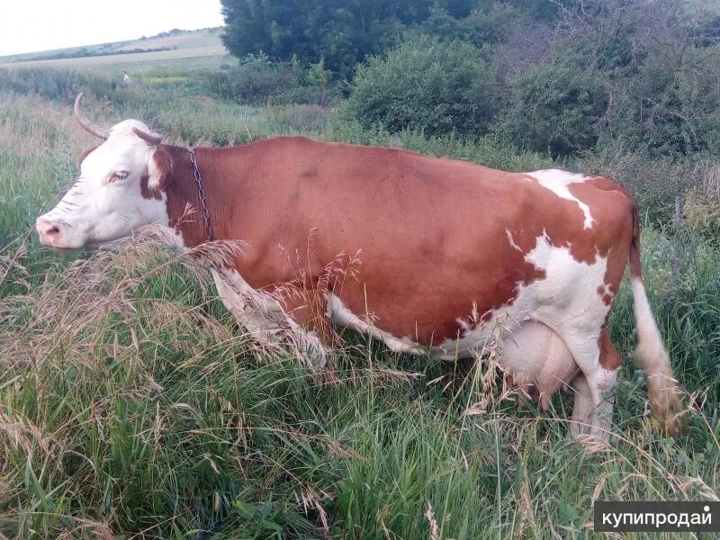 Коровы Воронежская область. Продам корову. Корова Воронеж. Заказать корову.