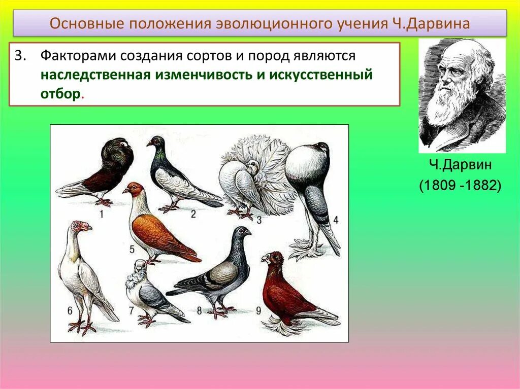 Наследственная изменчивость дарвин. Предпосылки и движущие силы эволюции. Наследственная изменчивость у собак. Дарвин считал наследственную изменчивость предпосылкой эволюции. Дарвин считал наследственную изменчивость предпосылкой эволюции.