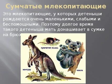 Почему низшие млекопитающие донашивают детеныша в сумке