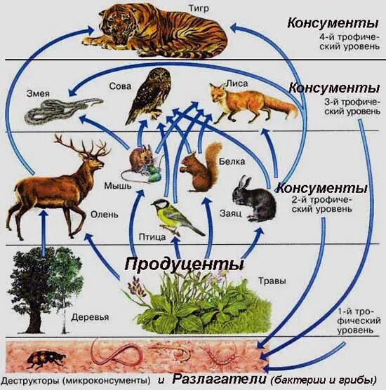 К консументам первого порядка относятся. Организмы консументы. Консументы 1 2 3 порядка редуценты. Консументы редуценты продуценты таблица. Консументы фитофаги.