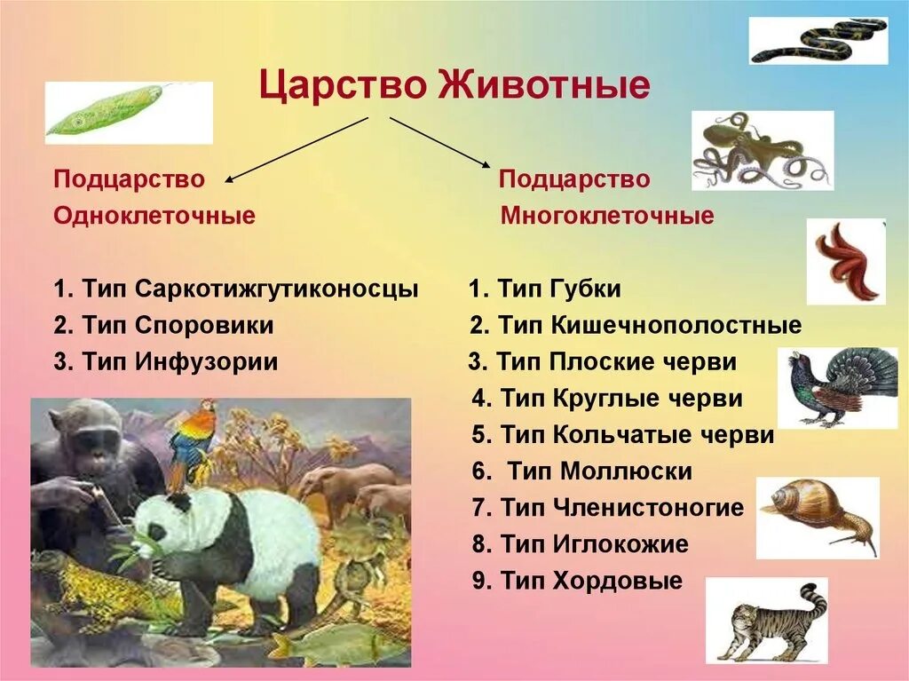 Царство животных Подцарство многоклеточные. Общая характеристика царства животных. Царство животных 7 класс биология. Систематика животных Подцарство.