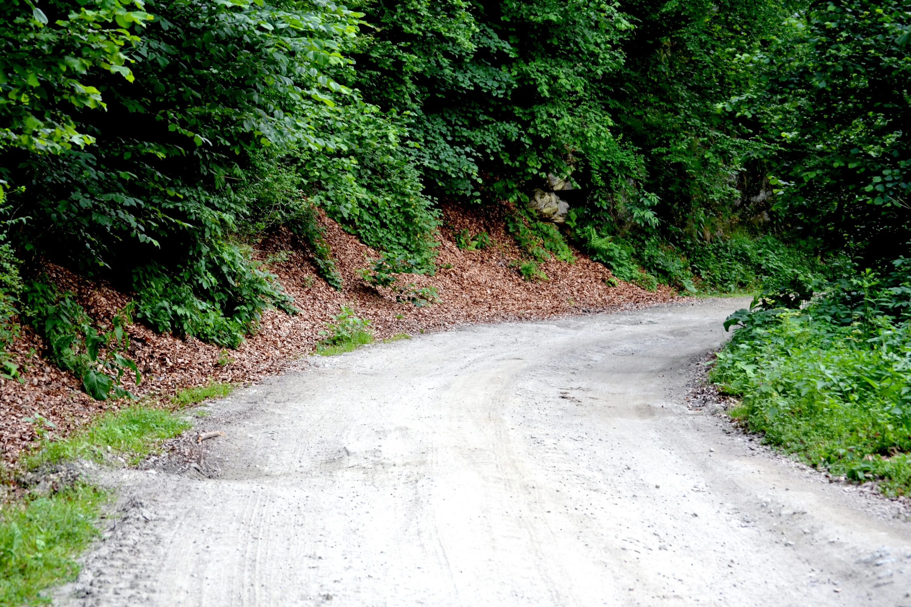 County roads. Обочина лес. Грунтовая дорога. Обочина дороги в лесу. Дорога обочина.