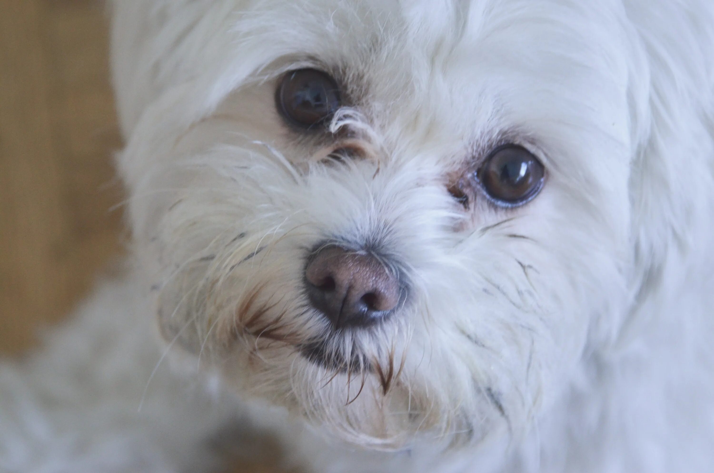 У щенка текут глаза. Белые собаки текут глаза. Очима собаки. Фото собак крупным планом.