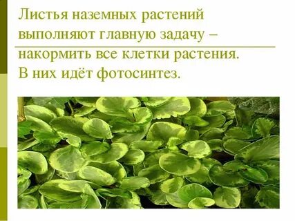 Лист растений презентация