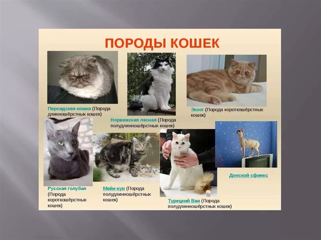 Кошки домашние сколько пород. Разнообразие пород кошек. Распространенные породы кошек. Сколько пород кошек. Сколько всего видов кошек.