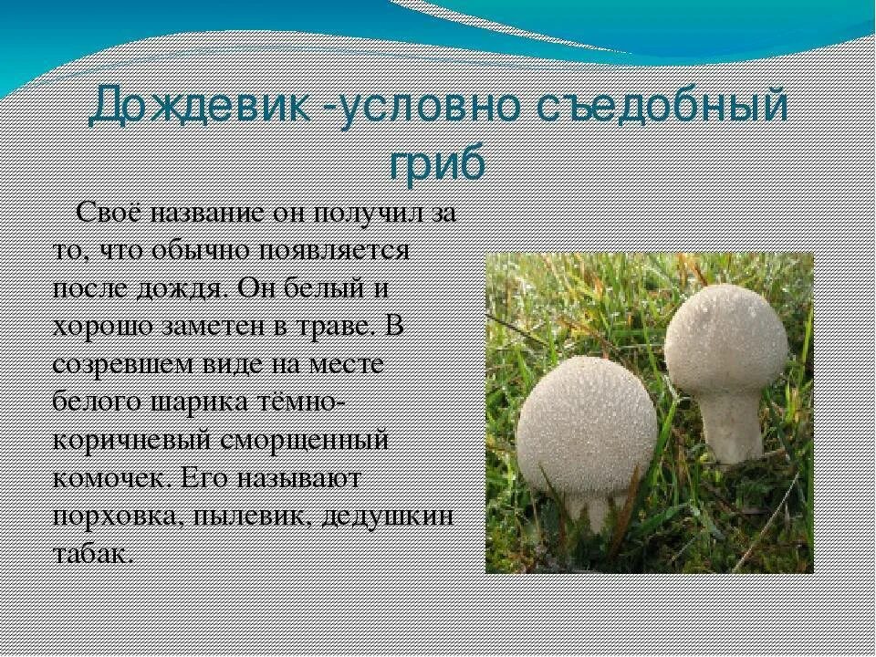 Съедобные грибы - презентация, доклад, проект скачать