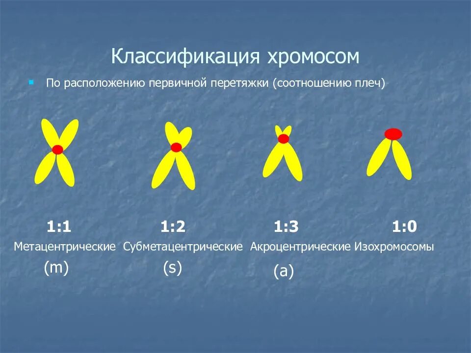 Какую форму имеет хромосома. Классификация хромосом по расположению центромеры. Классификация хромосом таблица схема. Типы классификации хромосом человека. Хромосомы и их классификация.
