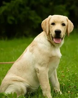 Жалаңаш Аллуа Горчица бейне