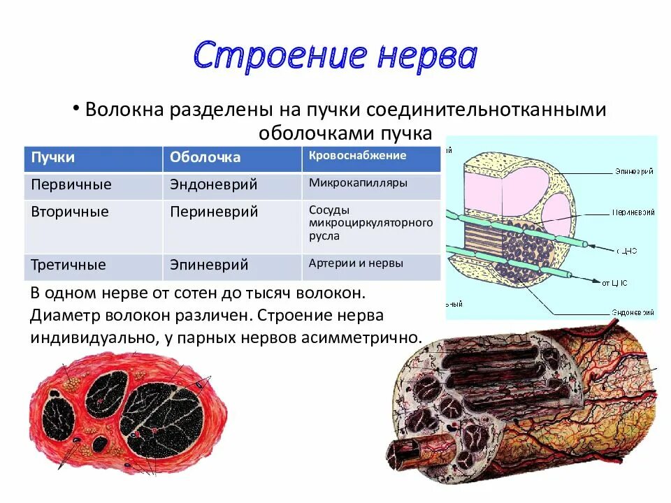 Строение нерва рисунок. Внутриствольное строение нервов. Строение нерва эпиневрий периневрий. Строение нерва эндоневрий. Строение периферического нерва эндоневрий.