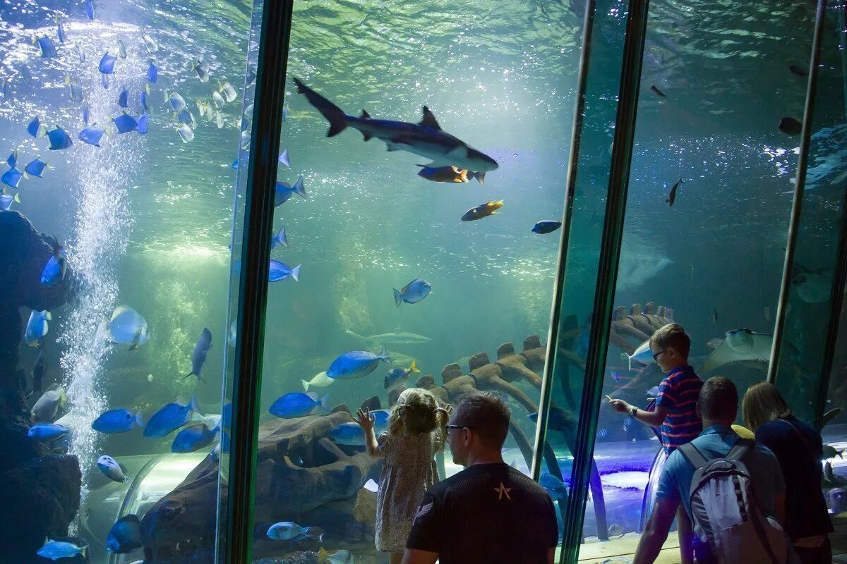 Бирмингемский национальный центр морской жизни. Sea Life. Sea Life Sanctuary in Hunstanton. Weymouth Sea Life Tower. Отзыв sea life