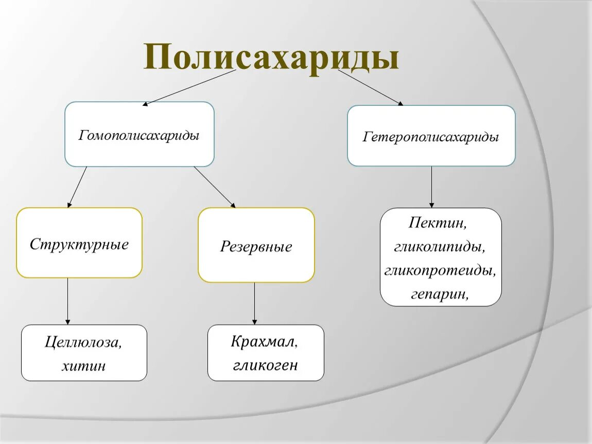 Полисахариды что это простыми словами. Классификация полисахаридов. запасные и структурные полисахариды. резервные полисахариды.