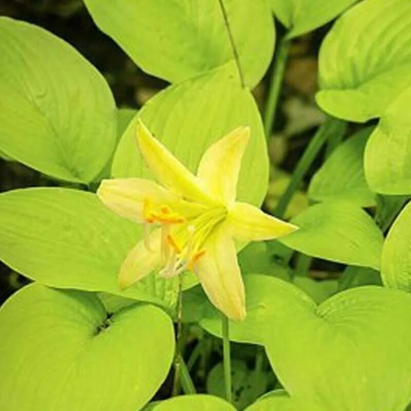 Хоста миракл. Хоста миракл лемони. хоста лимонное чудо. hosta miracle lemony. хоста с желтыми цветами миракл лемони.