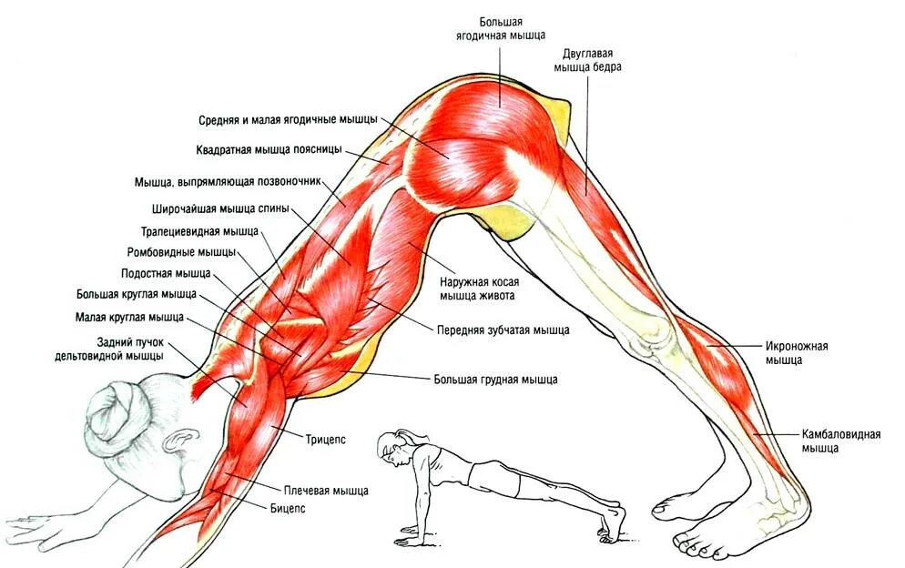 Ягодицы поясница. Мышцы разгибатели тазобедренного сустава. Мышцы разгибающие поясницу. Растяжка мышц-разгибателей спины. Растяжка квадратной мышцы поясницы.