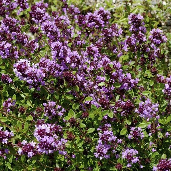 Тимьян creeping red. Тимьян пурпурно-фиолетовый. Тимьян ползучий (thymus serpyllum). Тимьян пурпурно. Тимьян пурпур.