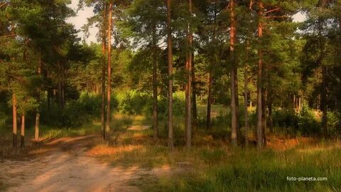 Погода в новой шомохте нижегородской