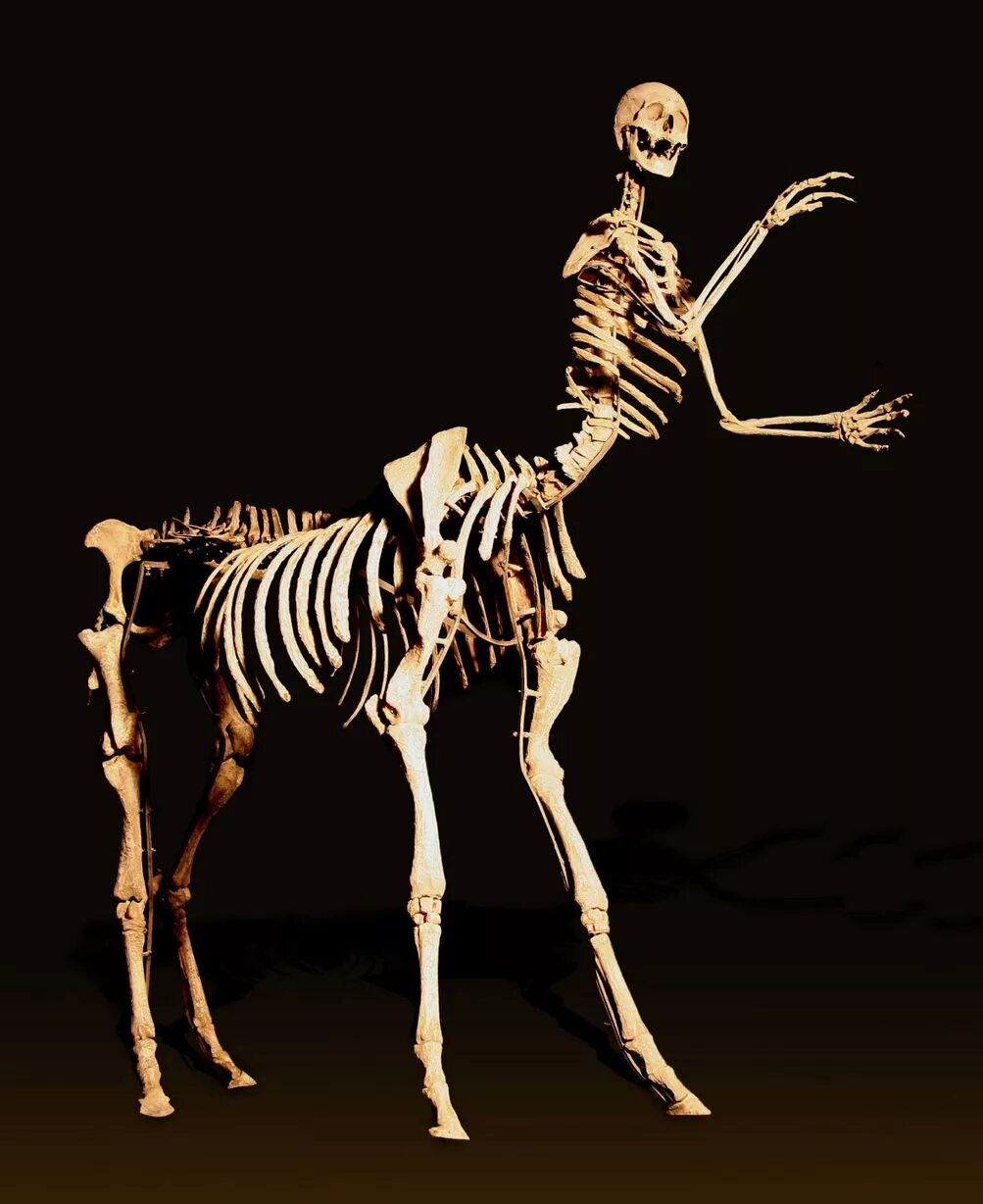 Bone art. Скелеты животных. Странные скелеты животных. Скелет человека.