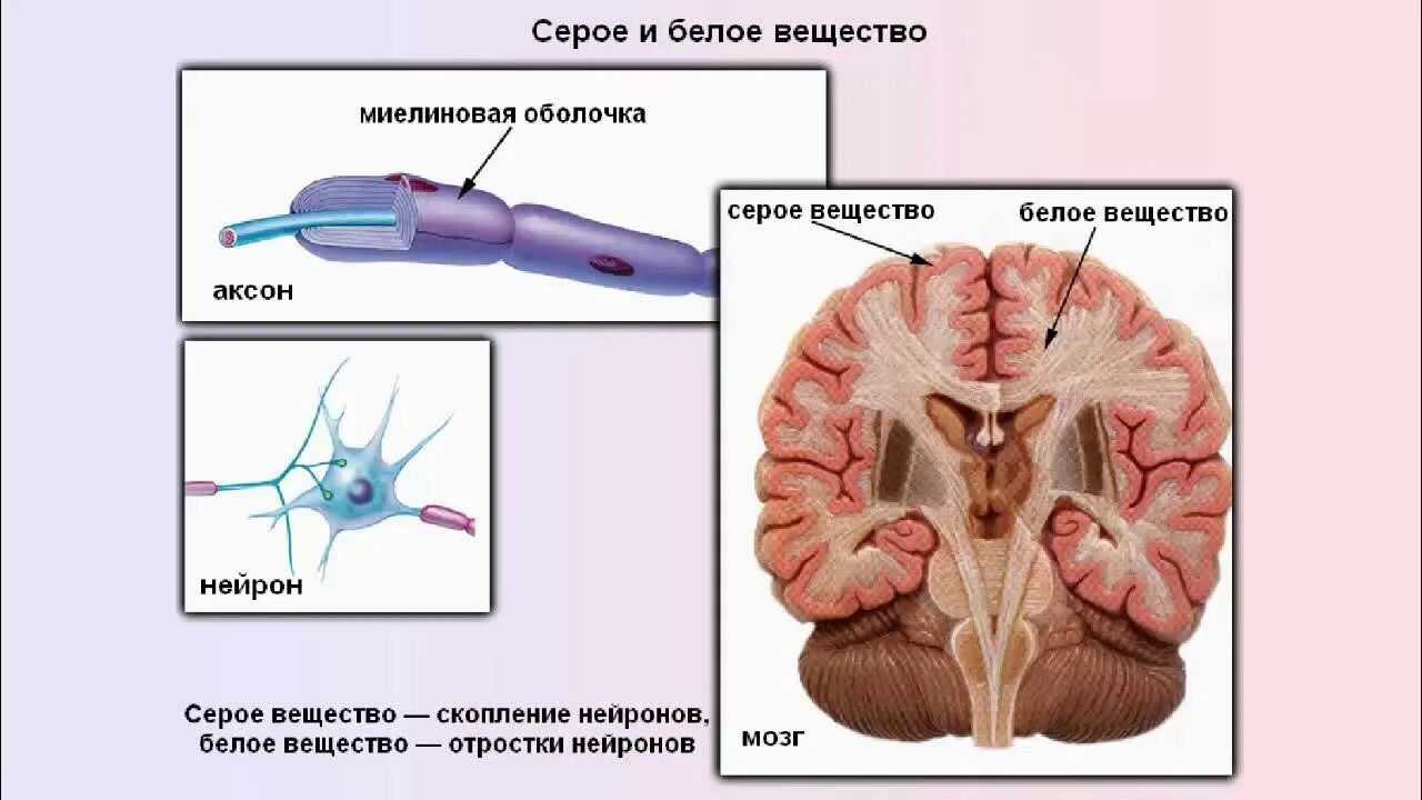 Серое и белое вещество ЦНС. Строение белого и серого вещества нервной системы. Серое и белое вещество нервной системы. Из чего состоит белое и серое вещество головного мозга. Функции серого вещества головного мозга