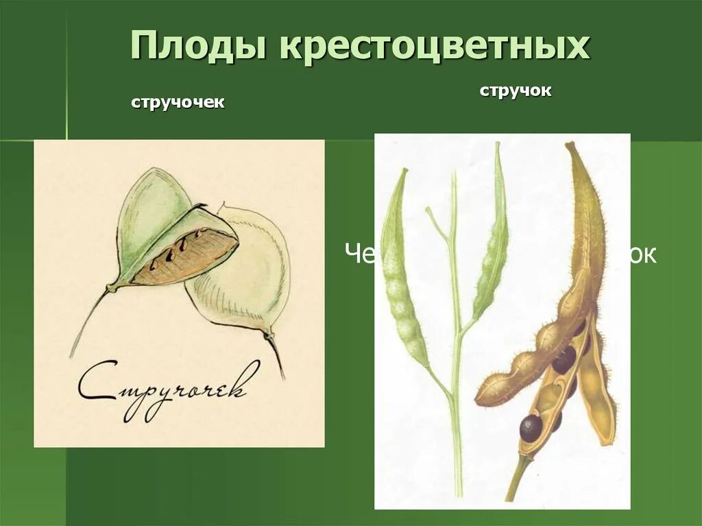 Семейство крестоцветные плод стручок. Семейство крестоцветные рисунок плода. Тип плода крестоцветных растений. Стручочек крестоцветных. Плод крестоцветных капустных