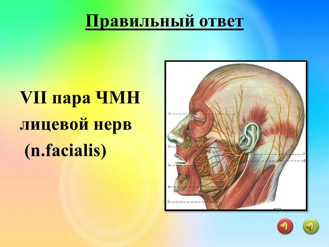 VII пара лицевой нерв. Черепные нервы 7 пара. Лицевой нерв 7 пары. 7 черепной нерв