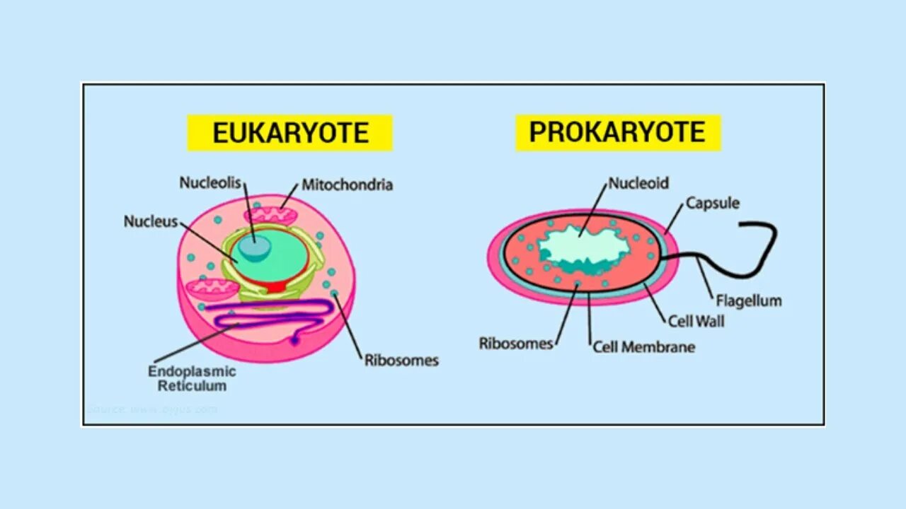 Пластиды прокариот. Prokaryotic Cell and eukaryotic Cell. Prokaryotes and eukaryotes. Нуклеус бактерии. Eukaryote prokaryotes.