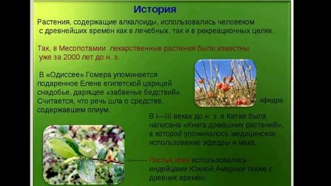 Истории про травы