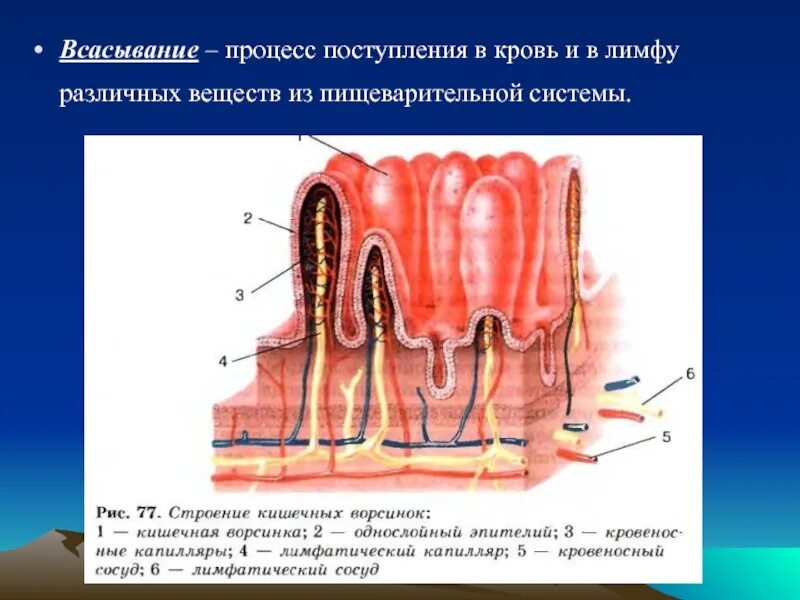 Всасывание питательных веществ происходит в кишечных. Всасывание это процесс. процесс всасывания в тонком кишечнике. что всасывается в лимфу. строение всасывания.