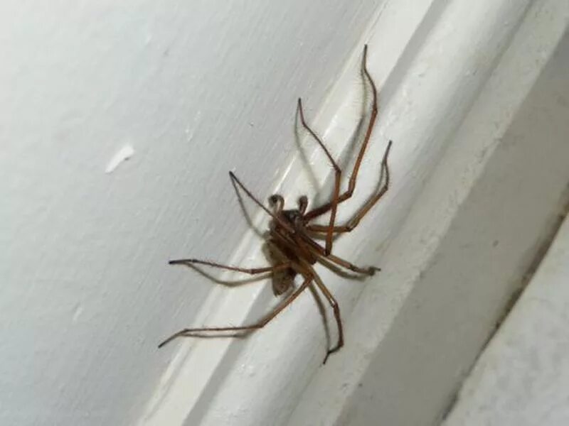 Увидеть дома паука примета. Домашние пауки. Пауки в доме. Квартирные пауки. Паук маленький в квартире.