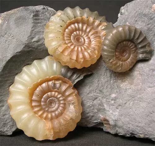 Ракушка Ammonite Fossil. Ракушки и окаменелости. Окаменелые ракушки. Окаменелая морская раковина. Старая ракушка