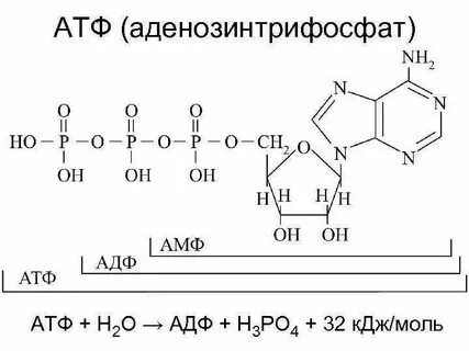 Формула атф