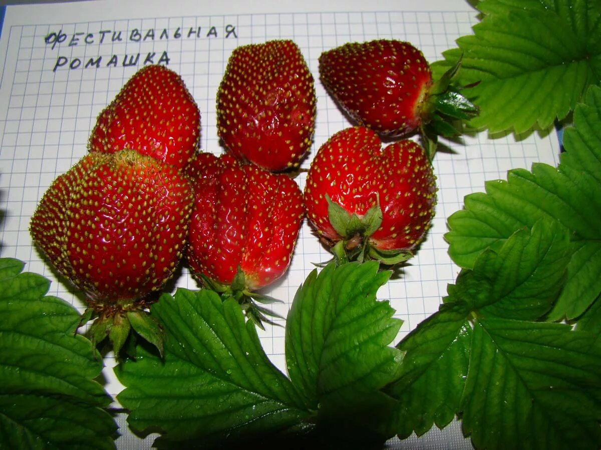 Ягоды фестивальная клубника сорт. Земляника фестивальная описание. Земляника садовая флоренс. Сорт клубники фестивальная. Сорт клубники фестивальная.