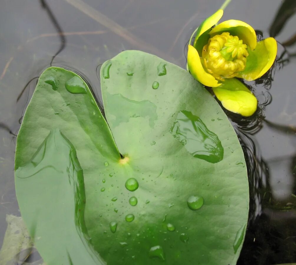 Nuphar pumila. Кубышка малая Nuphar pumila. Кувшинка кубышка. Кувшинка желтая кубышка. Кубышка уфа