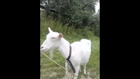 Какали козы