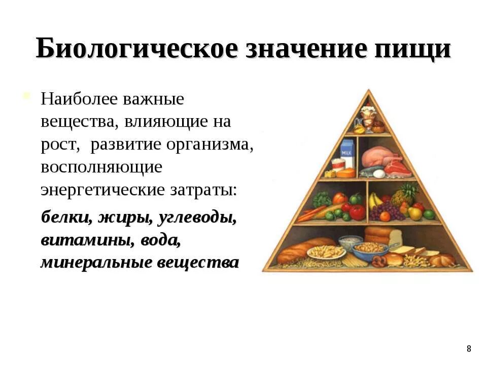 Биологически важные вещества жиры белки углеводы. Биологическое значение пищи. Вещества, влияющие на восполнение энергетических затрат организма.. Питательные вещества белки жиры углеводы.