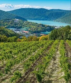 Виноград абрау дюрсо