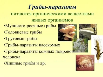 Грибы паразитические организмы