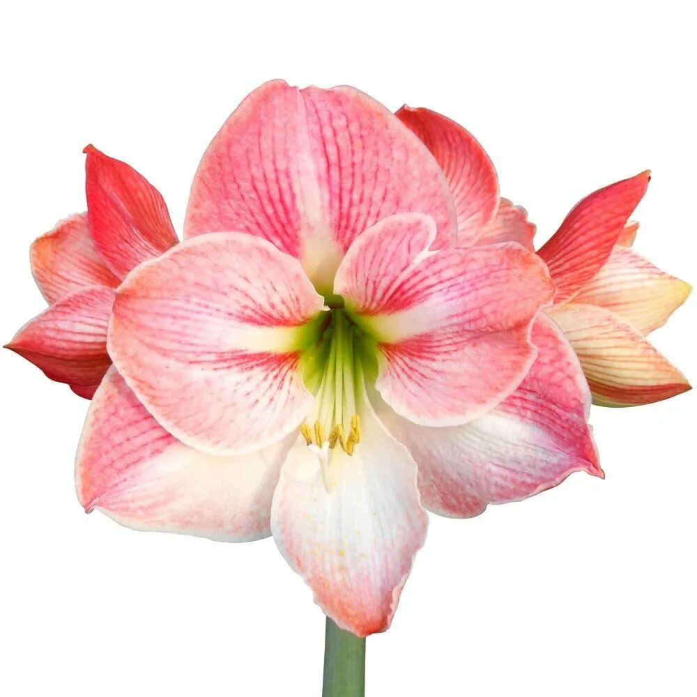 Lilys double