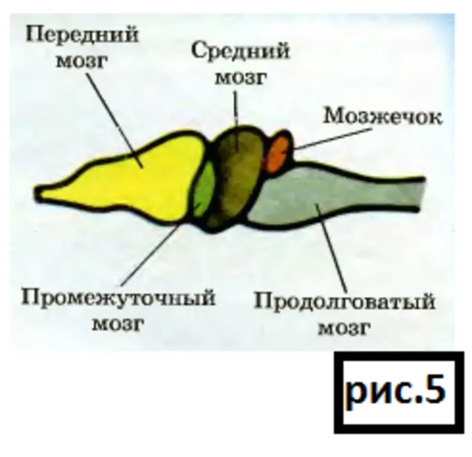 Строение мозга лягушки