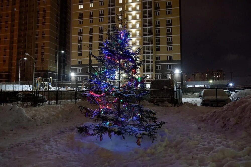 пермские ели. живой саженец ёлки. елка пермская живая. живые елки заполярный. пермская ель живая фото.